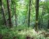 Lot 1 Buck Lick Road, Terra Alta, West Virginia 26764, 0 , 0 ,0,Lots/land,For Sale,Buck Lick,0,10166525