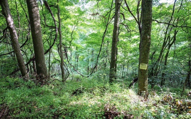 Lot 1 Buck Lick Road, Terra Alta, West Virginia 26764, 0 , 0 ,0,Lots/land,For Sale,Buck Lick,0,10166525