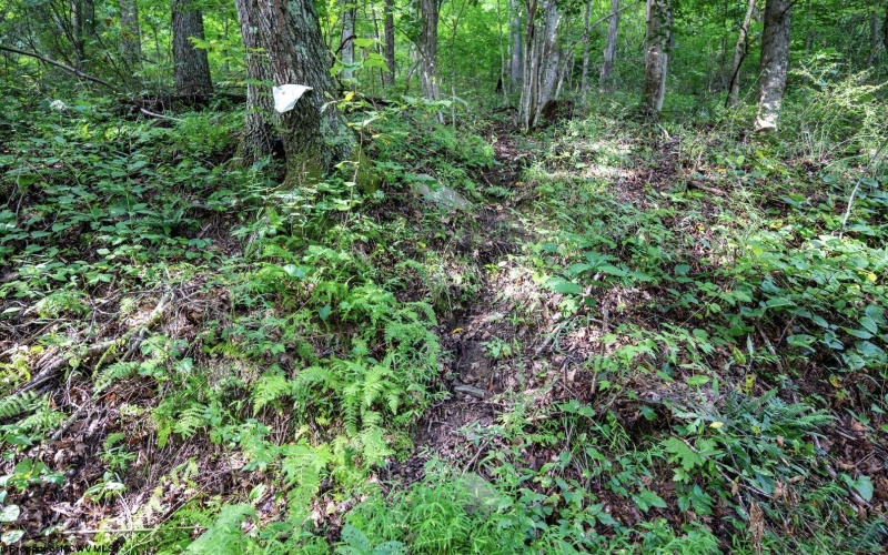 Lot 1 Buck Lick Road, Terra Alta, West Virginia 26764, 0 , 0 ,0,Lots/land,For Sale,Buck Lick,0,10166525