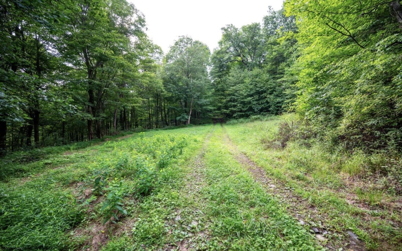 Lot 1 Buck Lick Road, Terra Alta, West Virginia 26764, 0 , 0 ,0,Lots/land,For Sale,Buck Lick,0,10166525