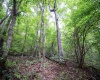Lot 1 Buck Lick Road, Terra Alta, West Virginia 26764, 0 , 0 ,0,Lots/land,For Sale,Buck Lick,0,10166525