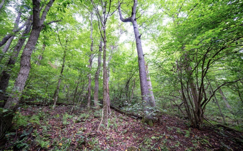 Lot 1 Buck Lick Road, Terra Alta, West Virginia 26764, 0 , 0 ,0,Lots/land,For Sale,Buck Lick,0,10166525