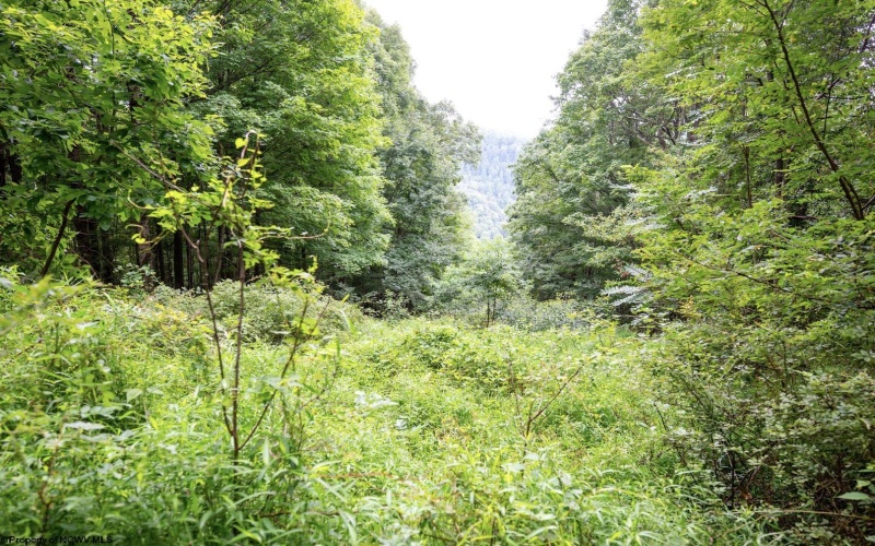 Lot 1 Buck Lick Road, Terra Alta, West Virginia 26764, 0 , 0 ,0,Lots/land,For Sale,Buck Lick,0,10166525