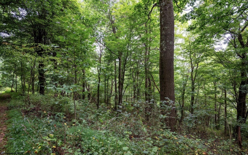Lot 1 Buck Lick Road, Terra Alta, West Virginia 26764, 0 , 0 ,0,Lots/land,For Sale,Buck Lick,0,10166525