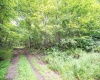 Lot 1 Buck Lick Road, Terra Alta, West Virginia 26764, 0 , 0 ,0,Lots/land,For Sale,Buck Lick,0,10166525