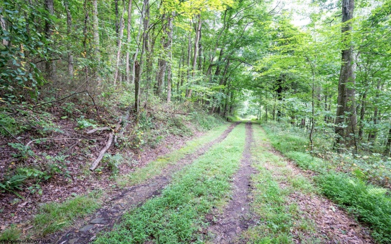 Lot 1 Buck Lick Road, Terra Alta, West Virginia 26764, 0 , 0 ,0,Lots/land,For Sale,Buck Lick,0,10166525