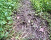 Lot 1 Buck Lick Road, Terra Alta, West Virginia 26764, 0 , 0 ,0,Lots/land,For Sale,Buck Lick,0,10166525