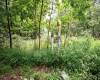 Lot 1 Buck Lick Road, Terra Alta, West Virginia 26764, 0 , 0 ,0,Lots/land,For Sale,Buck Lick,0,10166525