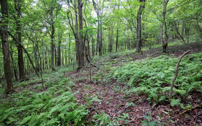 Lot 1 Buck Lick Road, Terra Alta, West Virginia 26764, 0 , 0 ,0,Lots/land,For Sale,Buck Lick,0,10166525