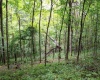 Lot 1 Buck Lick Road, Terra Alta, West Virginia 26764, 0 , 0 ,0,Lots/land,For Sale,Buck Lick,0,10166525