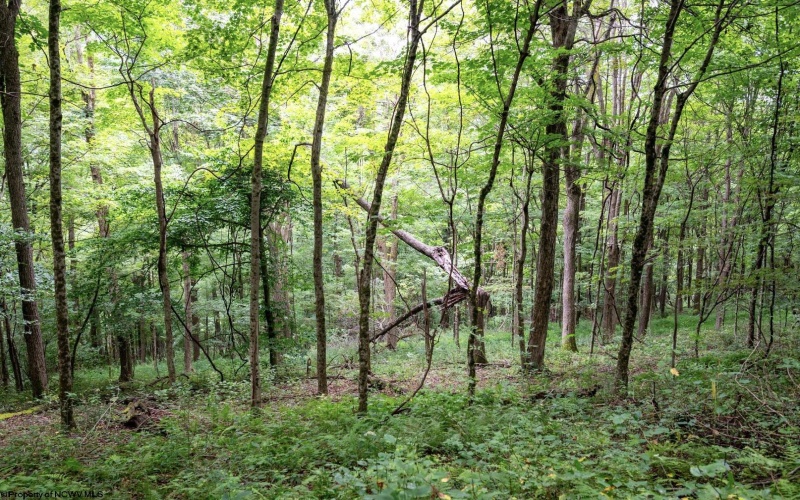 Lot 1 Buck Lick Road, Terra Alta, West Virginia 26764, 0 , 0 ,0,Lots/land,For Sale,Buck Lick,0,10166525