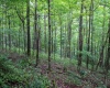 Lot 1 Buck Lick Road, Terra Alta, West Virginia 26764, 0 , 0 ,0,Lots/land,For Sale,Buck Lick,0,10166525