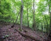 Lot 1 Buck Lick Road, Terra Alta, West Virginia 26764, 0 , 0 ,0,Lots/land,For Sale,Buck Lick,0,10166525