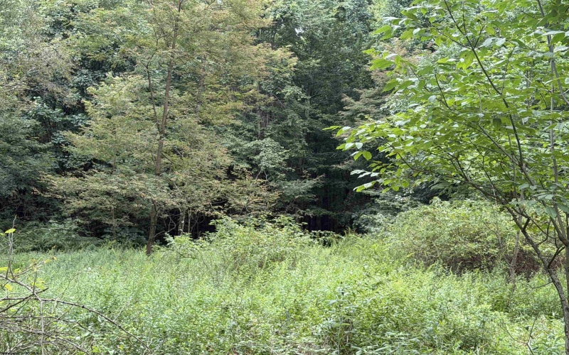 17366A Veterans Memorial Highway, Kingwood, West Virginia 26537, 0 , 0 ,0,Lots/land,For Sale,Veterans Memorial,0,10166536