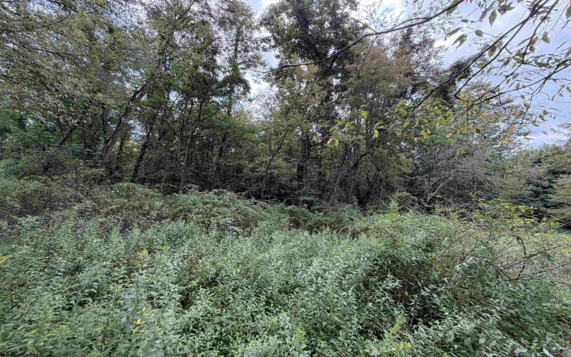 17366A Veterans Memorial Highway, Kingwood, West Virginia 26537, 0 , 0 ,0,Lots/land,For Sale,Veterans Memorial,0,10166536