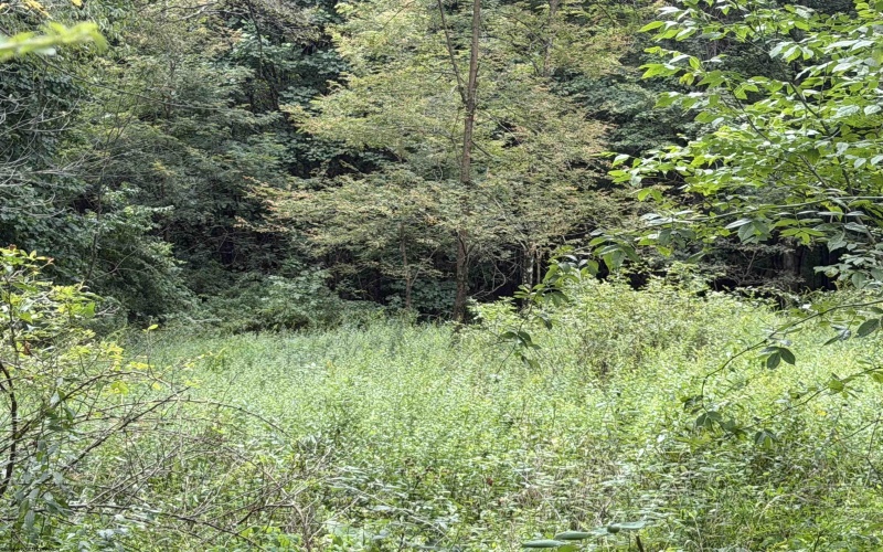 17366A Veterans Memorial Highway, Kingwood, West Virginia 26537, 0 , 0 ,0,Lots/land,For Sale,Veterans Memorial,0,10166536