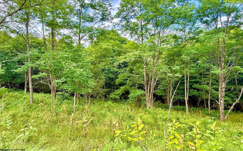 Lot 46 Thunderstruck Road, Harman, West Virginia 26270-0000, 0 , 0 ,0,Lots/land,For Sale,Thunderstruck,0,10166533