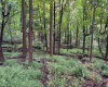 Lot 1 Weidman Run Road, Wheeling, West Virginia 26003, 0 , 0 ,0,Lots/land,For Sale,Weidman Run,0,10166526