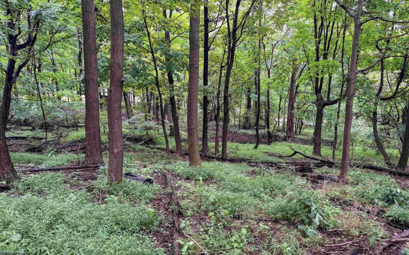 Lot 1 Weidman Run Road, Wheeling, West Virginia 26003, 0 , 0 ,0,Lots/land,For Sale,Weidman Run,0,10166526