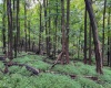 Lot 1 Weidman Run Road, Wheeling, West Virginia 26003, 0 , 0 ,0,Lots/land,For Sale,Weidman Run,0,10166526