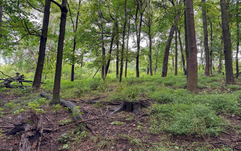 Lot 1 Weidman Run Road, Wheeling, West Virginia 26003, 0 , 0 ,0,Lots/land,For Sale,Weidman Run,0,10166526