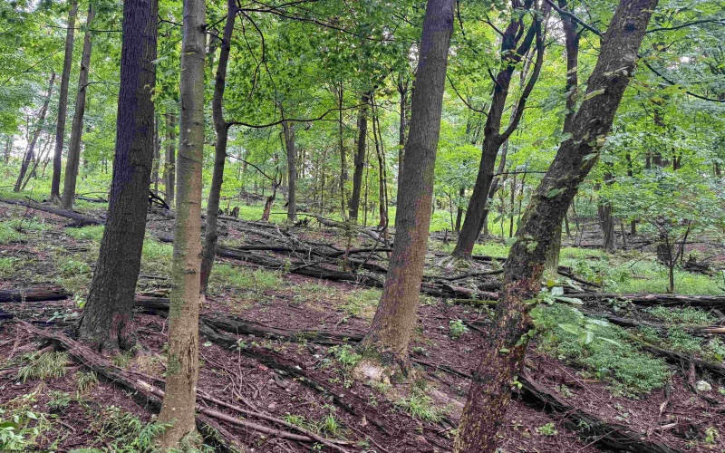 Lot 1 Weidman Run Road, Wheeling, West Virginia 26003, 0 , 0 ,0,Lots/land,For Sale,Weidman Run,0,10166526