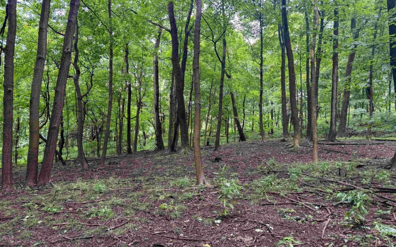Lot 1 Weidman Run Road, Wheeling, West Virginia 26003, 0 , 0 ,0,Lots/land,For Sale,Weidman Run,0,10166526