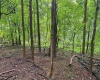 Lot 1 Weidman Run Road, Wheeling, West Virginia 26003, 0 , 0 ,0,Lots/land,For Sale,Weidman Run,0,10166526