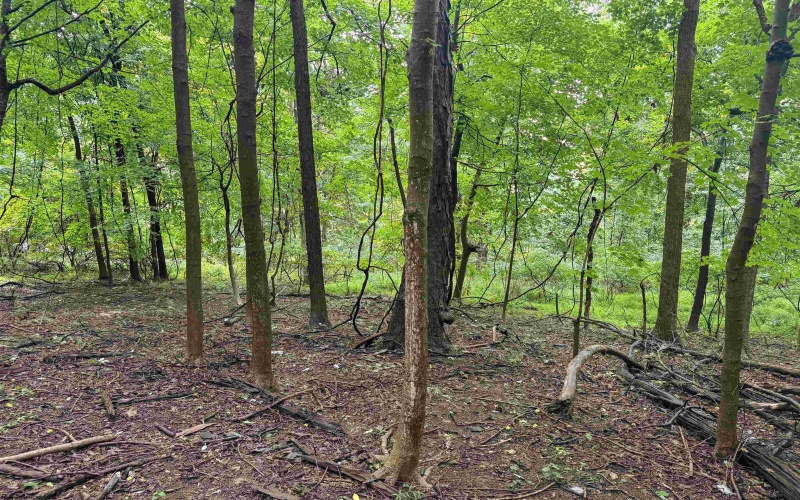 Lot 1 Weidman Run Road, Wheeling, West Virginia 26003, 0 , 0 ,0,Lots/land,For Sale,Weidman Run,0,10166526