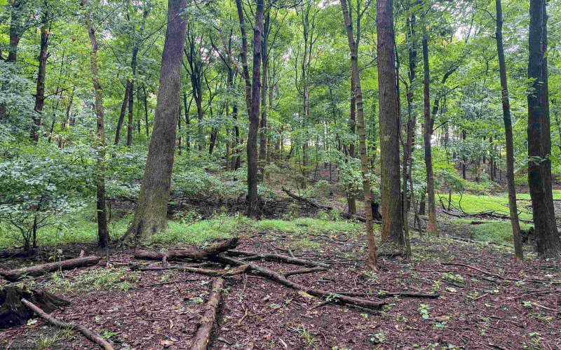 Lot 1 Weidman Run Road, Wheeling, West Virginia 26003, 0 , 0 ,0,Lots/land,For Sale,Weidman Run,0,10166526