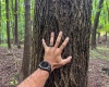 Lot 1 Weidman Run Road, Wheeling, West Virginia 26003, 0 , 0 ,0,Lots/land,For Sale,Weidman Run,0,10166526