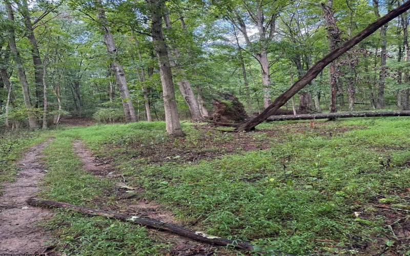 0 Carol Street, Buckhannon, West Virginia 26201, 0 , 0 ,0,Lots/land,For Sale,Carol,0,10166555