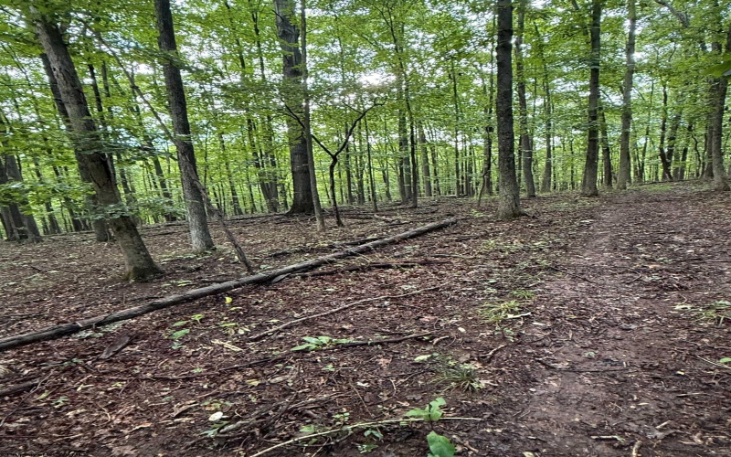 0 Carol Street, Buckhannon, West Virginia 26201, 0 , 0 ,0,Lots/land,For Sale,Carol,0,10166555