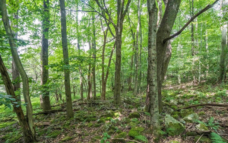 7 Roaring Plains Drive, Dryfork, West Virginia 26263, 0 , 0 ,0,Lots/land,For Sale,Roaring Plains,0,10166563