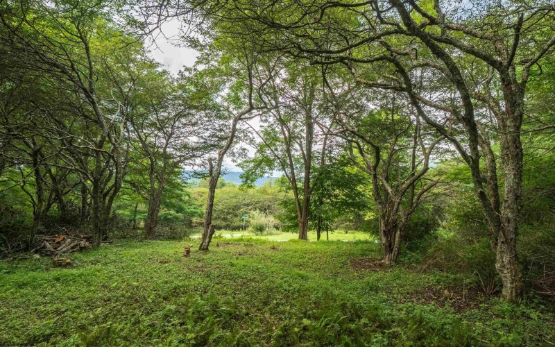 7 Roaring Plains Drive, Dryfork, West Virginia 26263, 0 , 0 ,0,Lots/land,For Sale,Roaring Plains,0,10166563