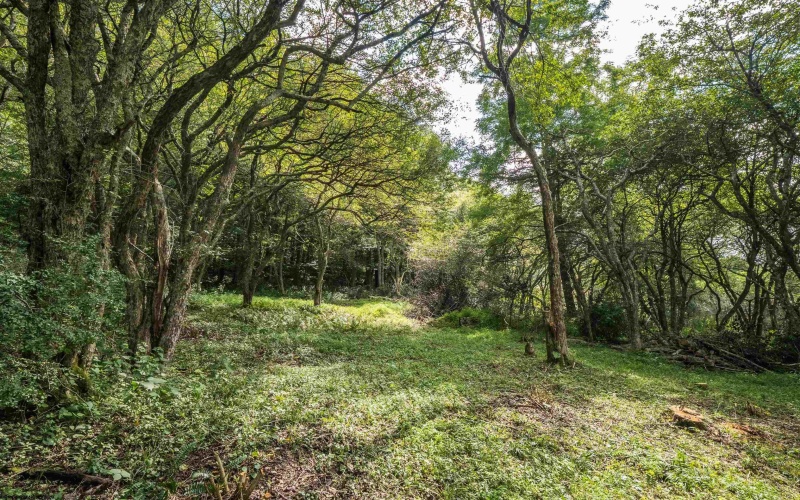 7 Roaring Plains Drive, Dryfork, West Virginia 26263, 0 , 0 ,0,Lots/land,For Sale,Roaring Plains,0,10166563