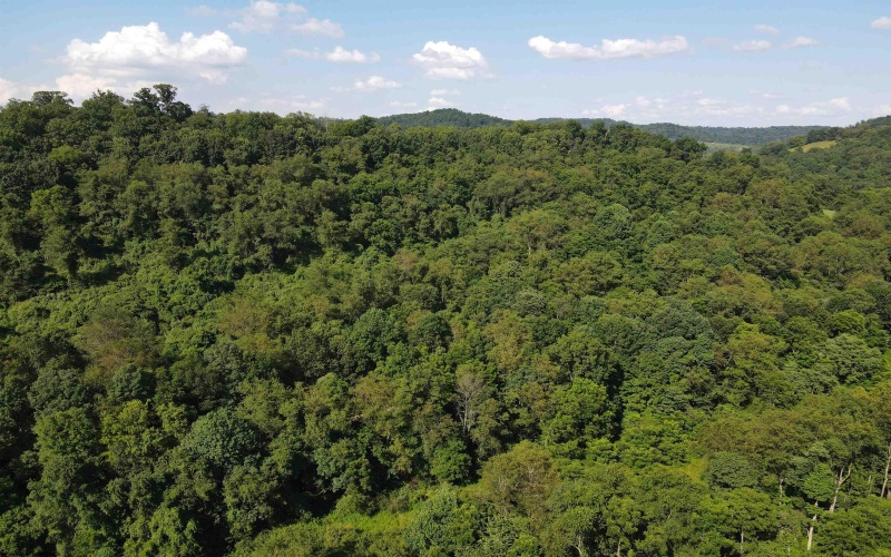 TBD Hog Camp Road, Jane Lew, West Virginia 26378, 0 , 0 ,0,Lots/land,For Sale,Hog Camp,0,10166587