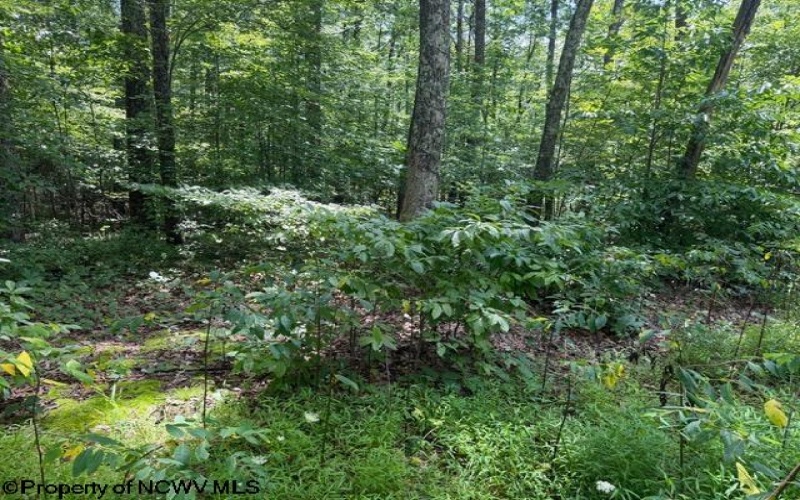 425 Main Street, Montrose, West Virginia 26283, 0 , 0 ,0,Lots/land,For Sale,Main,0,10166620