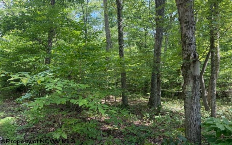 425 Main Street, Montrose, West Virginia 26283, 0 , 0 ,0,Lots/land,For Sale,Main,0,10166620