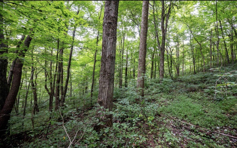 786 Wilson Run Road, Pine Grove, West Virginia 26419, 0 , 0 ,0,Lots/land,For Sale,Wilson Run,0,10166659