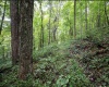 786 Wilson Run Road, Pine Grove, West Virginia 26419, 0 , 0 ,0,Lots/land,For Sale,Wilson Run,0,10166659