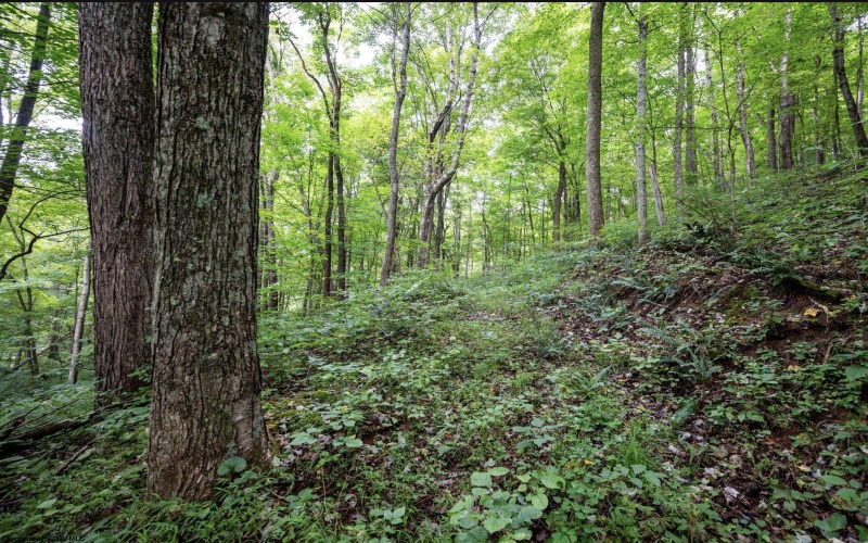 786 Wilson Run Road, Pine Grove, West Virginia 26419, 0 , 0 ,0,Lots/land,For Sale,Wilson Run,0,10166659