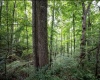 786 Wilson Run Road, Pine Grove, West Virginia 26419, 0 , 0 ,0,Lots/land,For Sale,Wilson Run,0,10166659