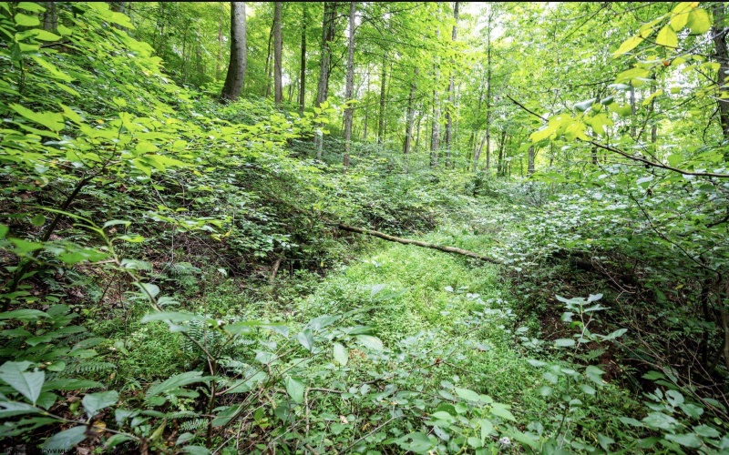 786 Wilson Run Road, Pine Grove, West Virginia 26419, 0 , 0 ,0,Lots/land,For Sale,Wilson Run,0,10166659