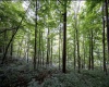 786 Wilson Run Road, Pine Grove, West Virginia 26419, 0 , 0 ,0,Lots/land,For Sale,Wilson Run,0,10166659