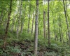 786 Wilson Run Road, Pine Grove, West Virginia 26419, 0 , 0 ,0,Lots/land,For Sale,Wilson Run,0,10166659