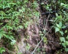 786 Wilson Run Road, Pine Grove, West Virginia 26419, 0 , 0 ,0,Lots/land,For Sale,Wilson Run,0,10166659