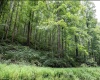 786 Wilson Run Road, Pine Grove, West Virginia 26419, 0 , 0 ,0,Lots/land,For Sale,Wilson Run,0,10166659