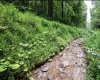 786 Wilson Run Road, Pine Grove, West Virginia 26419, 0 , 0 ,0,Lots/land,For Sale,Wilson Run,0,10166659