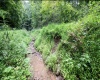786 Wilson Run Road, Pine Grove, West Virginia 26419, 0 , 0 ,0,Lots/land,For Sale,Wilson Run,0,10166659